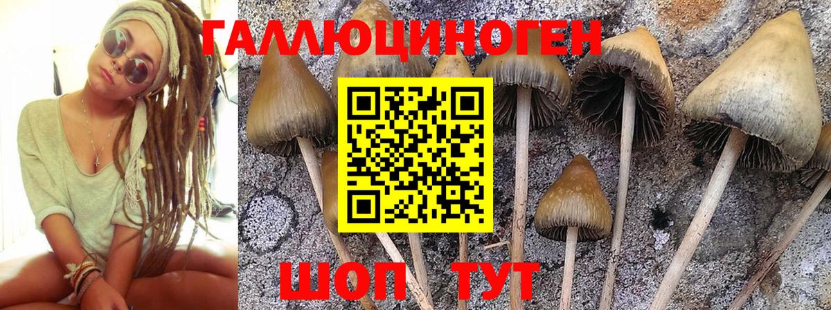 Галлюциногенные грибы Psilocybine cubensis Белово